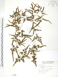 中文名:海金沙(P001186)學名:Lygodium japonicum (Thunb.) Sw.(P001186)英文名:Japanese climbing fern