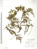 中文名:海金沙(P002211)學名:Lygodium japonicum (Thunb.) Sw.(P002211)英文名:Japanese climbing fern