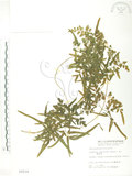 中文名:海金沙(P002214)學名:Lygodium japonicum (Thunb.) Sw.(P002214)英文名:Japanese climbing fern