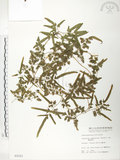 中文名:海金沙(P002221)學名:Lygodium japonicum (Thunb.) Sw.(P002221)英文名:Japanese climbing fern