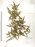 中文名:海金沙(P002321)學名:Lygodium japonicum (Thunb.) Sw.(P002321)英文名:Japanese climbing fern