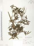 中文名:海金沙(P002322)學名:Lygodium japonicum (Thunb.) Sw.(P002322)英文名:Japanese climbing fern