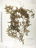 中文名:海金沙(P002323)學名:Lygodium japonicum (Thunb.) Sw.(P002323)英文名:Japanese climbing fern