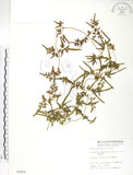 中文名:海金沙(P002416)學名:Lygodium japonicum (Thunb.) Sw.(P002416)英文名:Japanese climbing fern