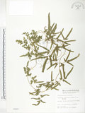 中文名:海金沙(P002557)學名:Lygodium japonicum (Thunb.) Sw.(P002557)英文名:Japanese climbing fern