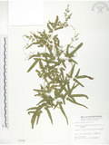 中文名:海金沙(P002558)學名:Lygodium japonicum (Thunb.) Sw.(P002558)英文名:Japanese climbing fern
