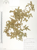 中文名:海金沙(P003145)學名:Lygodium japonicum (Thunb.) Sw.(P003145)英文名:Japanese climbing fern