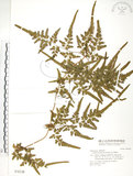 中文名:海金沙(P003238)學名:Lygodium japonicum (Thunb.) Sw.(P003238)英文名:Japanese climbing fern