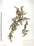 中文名:海金沙(P003279)學名:Lygodium japonicum (Thunb.) Sw.(P003279)英文名:Japanese climbing fern