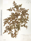 中文名:海金沙(P003536)學名:Lygodium japonicum (Thunb.) Sw.(P003536)英文名:Japanese climbing fern