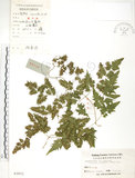 中文名:海金沙(P003971)學名:Lygodium japonicum (Thunb.) Sw.(P003971)英文名:Japanese climbing fern