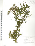 中文名:海金沙(P004261)學名:Lygodium japonicum (Thunb.) Sw.(P004261)英文名:Japanese climbing fern