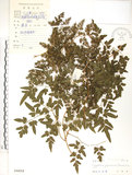 中文名:海金沙(P004424)學名:Lygodium japonicum (Thunb.) Sw.(P004424)英文名:Japanese climbing fern
