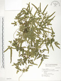 中文名:海金沙(P004554)學名:Lygodium japonicum (Thunb.) Sw.(P004554)英文名:Japanese climbing fern