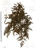 中文名:海金沙(P004790)學名:Lygodium japonicum (Thunb.) Sw.(P004790)英文名:Japanese climbing fern