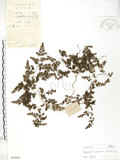 中文名:海金沙(P004803)學名:Lygodium japonicum (Thunb.) Sw.(P004803)英文名:Japanese climbing fern