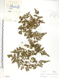 中文名:海金沙(P004874)學名:Lygodium japonicum (Thunb.) Sw.(P004874)英文名:Japanese climbing fern