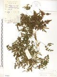 中文名:海金沙(P004883)學名:Lygodium japonicum (Thunb.) Sw.(P004883)英文名:Japanese climbing fern