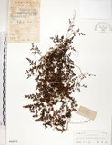 中文名:海金沙(P004914)學名:Lygodium japonicum (Thunb.) Sw.(P004914)英文名:Japanese climbing fern