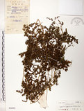 中文名:海金沙(P004992)學名:Lygodium japonicum (Thunb.) Sw.(P004992)英文名:Japanese climbing fern