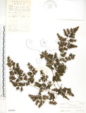 中文名:海金沙(P005006)學名:Lygodium japonicum (Thunb.) Sw.(P005006)英文名:Japanese climbing fern