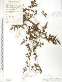 中文名:海金沙(P005061)學名:Lygodium japonicum (Thunb.) Sw.(P005061)英文名:Japanese climbing fern