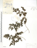 中文名:海金沙(P005091)學名:Lygodium japonicum (Thunb.) Sw.(P005091)英文名:Japanese climbing fern