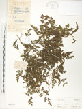 中文名:海金沙(P005123)學名:Lygodium japonicum (Thunb.) Sw.(P005123)英文名:Japanese climbing fern