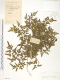 中文名:海金沙(P005416)學名:Lygodium japonicum (Thunb.) Sw.(P005416)英文名:Japanese climbing fern