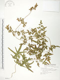 中文名:海金沙(P005611)學名:Lygodium japonicum (Thunb.) Sw.(P005611)英文名:Japanese climbing fern