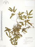 中文名:海金沙(P005649)學名:Lygodium japonicum (Thunb.) Sw.(P005649)英文名:Japanese climbing fern
