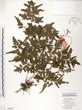 中文名:海金沙(P005661)學名:Lygodium japonicum (Thunb.) Sw.(P005661)英文名:Japanese climbing fern