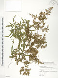 中文名:海金沙(P005801)學名:Lygodium japonicum (Thunb.) Sw.(P005801)英文名:Japanese climbing fern