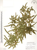 中文名:海金沙(P005820)學名:Lygodium japonicum (Thunb.) Sw.(P005820)英文名:Japanese climbing fern