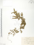 中文名:海金沙(P005827)學名:Lygodium japonicum (Thunb.) Sw.(P005827)英文名:Japanese climbing fern