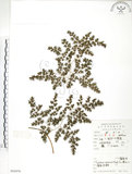 中文名:海金沙(P005970)學名:Lygodium japonicum (Thunb.) Sw.(P005970)英文名:Japanese climbing fern