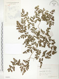 中文名:海金沙(P006201)學名:Lygodium japonicum (Thunb.) Sw.(P006201)英文名:Japanese climbing fern
