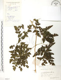 中文名:海金沙(P006217)學名:Lygodium japonicum (Thunb.) Sw.(P006217)英文名:Japanese climbing fern