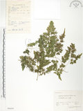 中文名:海金沙(P006293)學名:Lygodium japonicum (Thunb.) Sw.(P006293)英文名:Japanese climbing fern