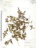 中文名:海金沙(P006305)學名:Lygodium japonicum (Thunb.) Sw.(P006305)英文名:Japanese climbing fern