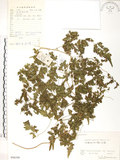 中文名:海金沙(P006348)學名:Lygodium japonicum (Thunb.) Sw.(P006348)英文名:Japanese climbing fern