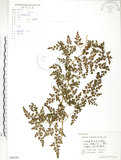 中文名:海金沙(P006384)學名:Lygodium japonicum (Thunb.) Sw.(P006384)英文名:Japanese climbing fern