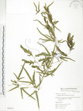 中文名:海金沙(P006557)學名:Lygodium japonicum (Thunb.) Sw.(P006557)英文名:Japanese climbing fern