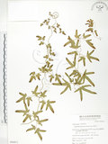 中文名:海金沙(P006911)學名:Lygodium japonicum (Thunb.) Sw.(P006911)英文名:Japanese climbing fern