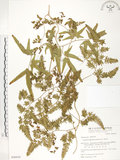 中文名:海金沙(P006929)學名:Lygodium japonicum (Thunb.) Sw.(P006929)英文名:Japanese climbing fern