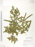 中文名:海金沙(P006984)學名:Lygodium japonicum (Thunb.) Sw.(P006984)英文名:Japanese climbing fern
