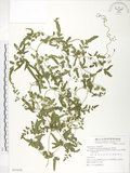 中文名:海金沙(P007052)學名:Lygodium japonicum (Thunb.) Sw.(P007052)英文名:Japanese climbing fern
