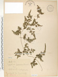 中文名:海金沙(P007643)學名:Lygodium japonicum (Thunb.) Sw.(P007643)英文名:Japanese climbing fern