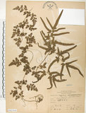 中文名:海金沙(P007644)學名:Lygodium japonicum (Thunb.) Sw.(P007644)英文名:Japanese climbing fern