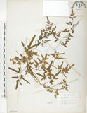 中文名:海金沙(P007646)學名:Lygodium japonicum (Thunb.) Sw.(P007646)英文名:Japanese climbing fern